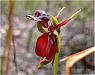 Caleana major - Flying Duck Orchid.jpg